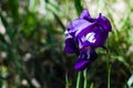Iris Royalty Free Stock Photo