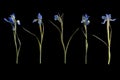 Row of five blue irises isolated on black background