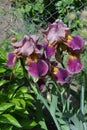 Iris. Sunny summer day. Green. Luxurious purple flower Royalty Free Stock Photo