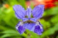 Iris tectorum maxim fleur-de-lis