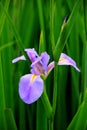 Iris tectorum Maxim Royalty Free Stock Photo