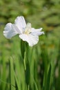The flower of Iris tectorum