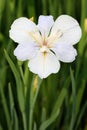 The flower of Iris tectorum