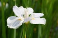 The flower of Iris tectorum