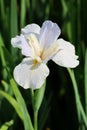 The flower of Iris tectorum