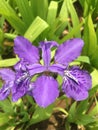 Iris tectorum Maxim. Shooting in summer