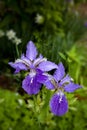 Iris tectorum. Pair of striking purple flowers with out of focus background