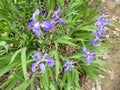 Iris tectorum, Roof Iris, Wall Iris