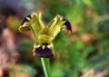 Iris tuberosa flower , flora of Greece Royalty Free Stock Photo