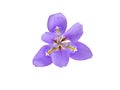 Iris purple fragrant flower isolated transparent png