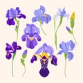 Iris vector set with purple flowers, buds and leaves. Vector flat summer illustration isolated on beige background Royalty Free Stock Photo