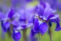 Iris versicolo or purple iris Royalty Free Stock Photo