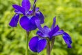 Iris versicolo or purple iris Royalty Free Stock Photo