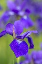 Iris versicolo or purple iris Royalty Free Stock Photo