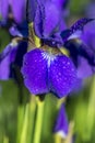 Iris versicolo or purple iris Royalty Free Stock Photo