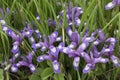 Iris versicolor