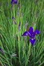 Iris versicolor Blue Flag. Single flower with buds and soft focus, textured background Royalty Free Stock Photo