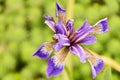 Iris versicolour flower in full bloom Royalty Free Stock Photo