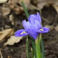 Iris very nice colorful spring flower close up in a sunshine