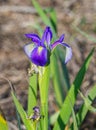 Iris virginica - Virginia , great, southern blue flag or iris. Bright blue purple color petals on flower, bloom or blossom with
