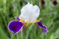 Iris wabash,Tall bearded iris wabash blue and white flower Royalty Free Stock Photo