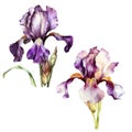 iris watercolor, botanical design, sticker sketch hand, irises fashion