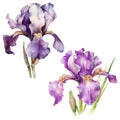 iris watercolor, botanical design, sticker sketch hand,