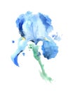 Iris watercolor illustration Royalty Free Stock Photo