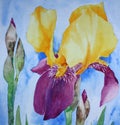 Iris - Watercolour painting