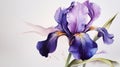 Iris Watercolour Painting On White Background With Purple Corners