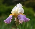Iris white mauve gold