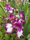 Iris white-pink flower