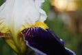 Iris white with purple