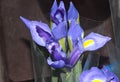 Iris x hollandica, Dutch Iris Royalty Free Stock Photo