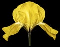 Iris yellow flower on the black isolated background with clipping path. Closeup. Royalty Free Stock Photo