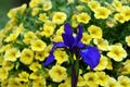 Purple blue Iris bloom with bright yellow Petunias Royalty Free Stock Photo