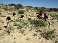 Iris Yeruham Royalty Free Stock Photo