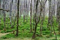 Irish birch forest at Glendalough