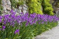 Irises Royalty Free Stock Photo