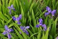 irises Royalty Free Stock Photo