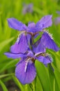 irises Royalty Free Stock Photo