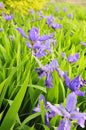 irises Royalty Free Stock Photo