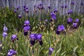 Irises are blooming. Royalty Free Stock Photo