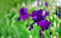 Irises blooming in the garden. purple iris flower close-up. copy space