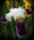 Irises blossom in the garden Royalty Free Stock Photo