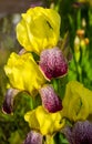 Irises blossom in the garden Royalty Free Stock Photo