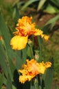 Irises blossoming in a garden, Giardino dell' Iris in Florence