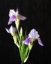 Irises on a dark background Royalty Free Stock Photo