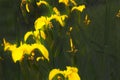 Bright yellow flowers dimming effect