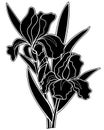 Irises flowers Black silhouette - stock illustration. Iris - two flowers, a bud and leaves - a black vector silhouette for a logo Royalty Free Stock Photo